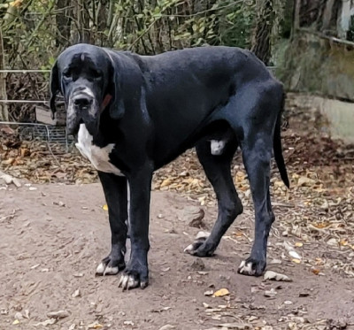 Étalon Dogue allemand - Sherkann Des Terres Du Grazo
