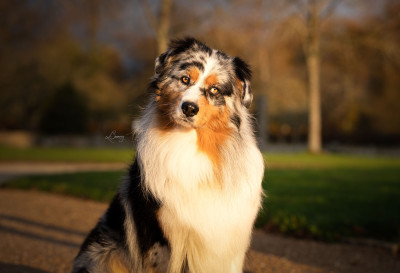 Étalon Berger Australien - Rock under pressure Of Moonlight Blue