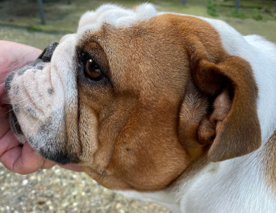 Étalon Bulldog Anglais - The devil wears prada Shamrock Cottage