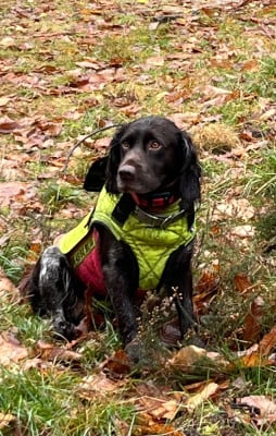 Étalon Chien d'Oysel allemand - Snatch Du Val Des Houchis
