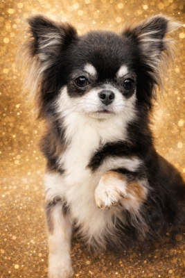 Étalon Chihuahua - Find your magic little husaria