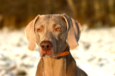 Étalon Braque de Weimar - Realize Du Chêne Sessile