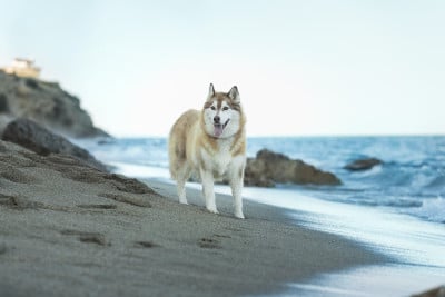 Étalon Siberian Husky - Nina de la Vallee de L'Or Bleu