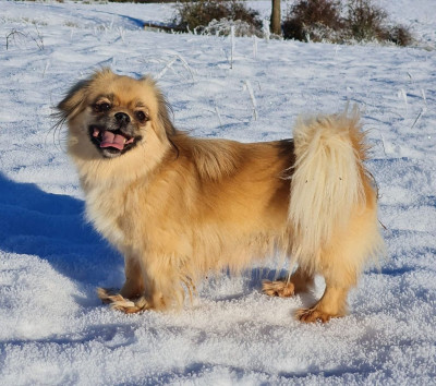 Étalon Epagneul tibetain - sadko samotsvety Evpraxia