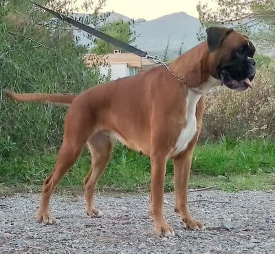 Étalon Boxer - Shakira du Clos de L'Escaladieu