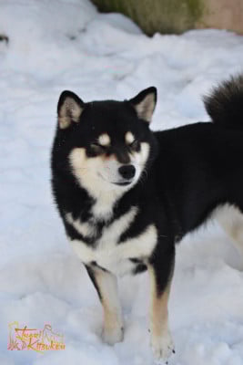 Étalon Shiba - Sweet black swan Go Inari Kitsuken