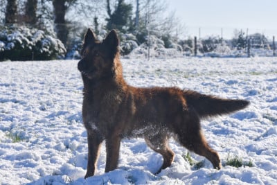 Étalon Berger hollandais - Tinker bell Des Ch'tis Crocs