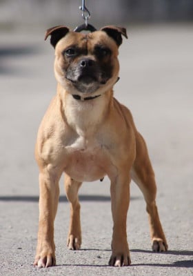 Étalon Staffordshire Bull Terrier - Red dingue 2 toi Soan Of Fire