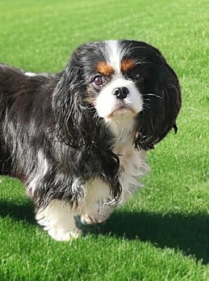 Étalon Cavalier King Charles Spaniel - ONITSHA'S Rose only rose