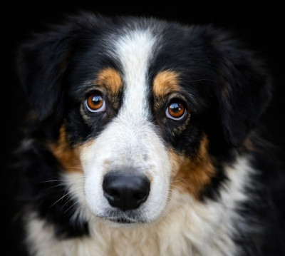 Étalon Berger Australien - Rapsodie black gipsy du Chemin de la Lune aux Reves
