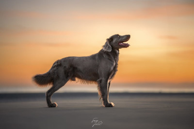 Étalon Braque de Weimar - CH. Ragtime De L'Ambre d'Espoir Des Hdf