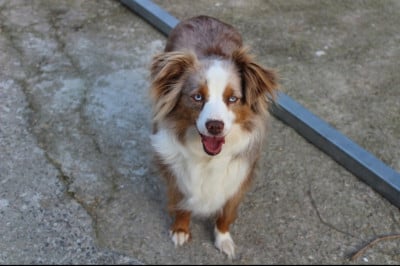 Étalon Berger Américain Miniature - Ria Des Terres De L'Avesnois