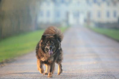 Étalon Eurasier - Rosea Des Calliopées De Muse