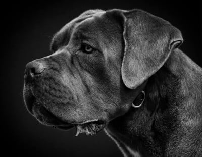 Étalon Cane Corso - Sabba du temple de jade