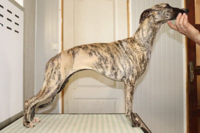 Étalon Whippet - Sidney von Hoëhenzoller