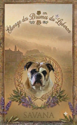 Étalon Bulldog continental - Savana Des sources sacrees