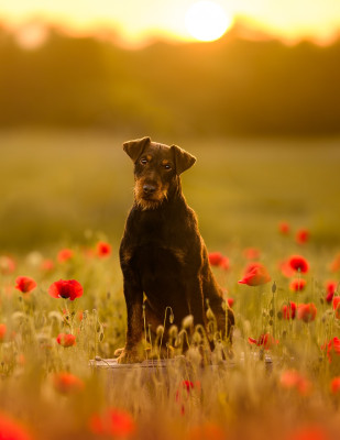 Étalon Terrier de chasse allemand - Seigneur Du Village Normand