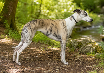Étalon Whippet - Tennessee nashville Des Alizes De Maelynn