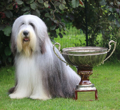 Étalon Bearded Collie - CH. Paris vendôme de Chester