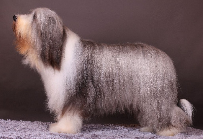 Étalon Bearded Collie - CH. Linkin park des bergers des 1001 nuits Des Bergers des Mille et Une Nuit