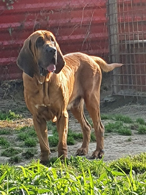 Étalon Chien de Saint-Hubert - Vascia tiberio (Sans Affixe)