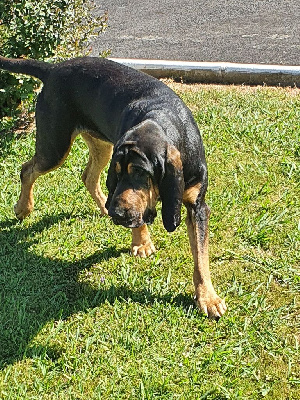 Étalon Chien de Saint-Hubert - Rocky Des Vignobles De Castillon