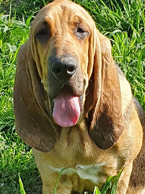 Étalon Chien de Saint-Hubert - Rudy Des Vignobles De Castillon