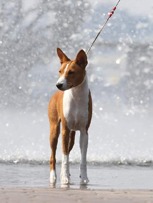 Étalon Basenji - sonbar's Justa gallardo for bewitching grace