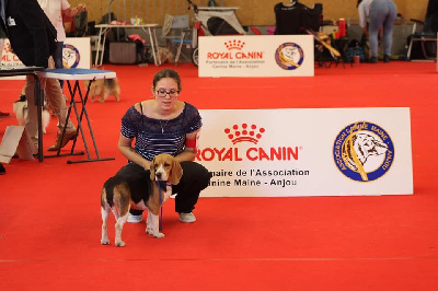 Étalon Beagle - Oseille du clos des marionnieres