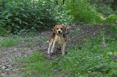 Étalon Beagle - Sybelle de la cassignole