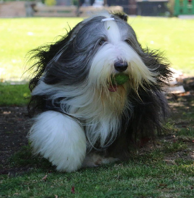 Étalon Bearded Collie - CH. Ourasi de Chester