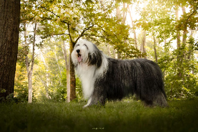 Étalon Bearded Collie - CH. Juste un rêve Des Bergers des Mille et Une Nuit