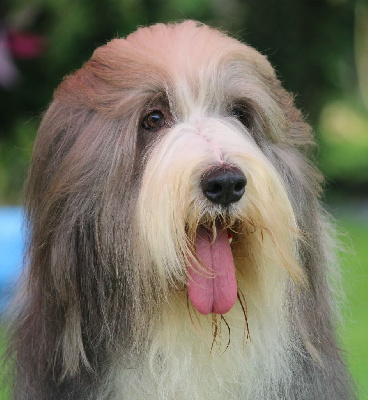 Étalon Bearded Collie - Just a prince Des Bergers des Mille et Une Nuit