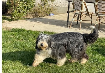 Étalon Bearded Collie - Noblesse Des Terres De L'Avesnois