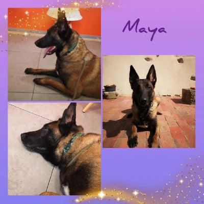 Étalon Berger Belge - Maya (Sans Affixe)