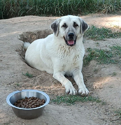 Étalon Berger Kangal - Prisca-jala du Domaine de Sara