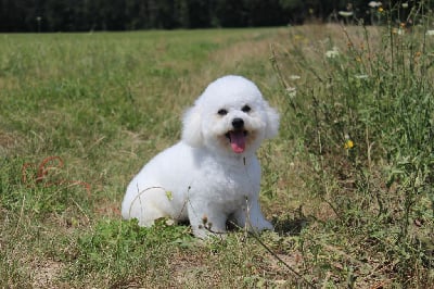 Étalon Bichon Frise - Sonny du domaine des nuits de satin