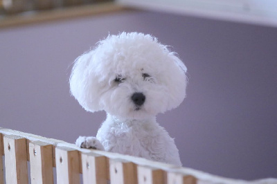 Étalon Bichon Frise - Samantha de la Felhotte