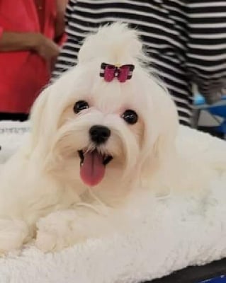 Étalon Bichon maltais - Magic White Illusion Snowee