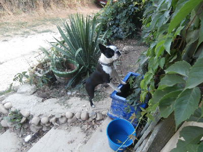 Étalon Boston Terrier - Sparrow Du Domaine Louchine