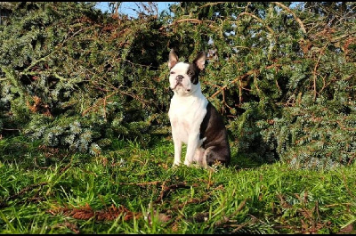 Étalon Boston Terrier - Ramène pas ta fraise des jardins d'Epona