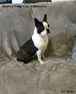 Étalon Boston Terrier - Ralley'oups de Milantosa