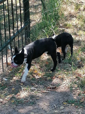 Étalon Boston Terrier - Jango black and white devils
