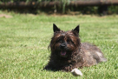 Étalon Cairn Terrier - Oupette Des bories de yakoubia