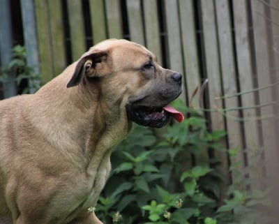 Étalon Cane Corso - Rihanna de Genevayse