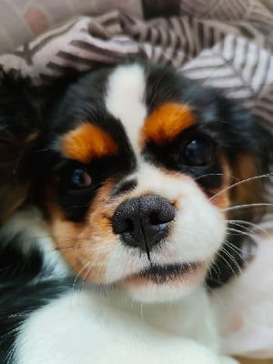 Étalon Cavalier King Charles Spaniel - Rebelle (Sans Affixe)