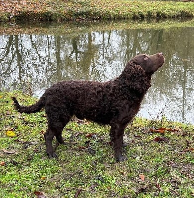 Étalon Chien d'eau americain - CH. little brownies N'gaston