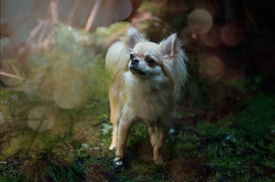 Étalon Chihuahua - zhbanof Bella angel eyes aka bahia