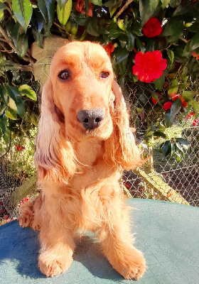 Étalon Cocker Spaniel Anglais - Rapa dite rapapounette du Talai