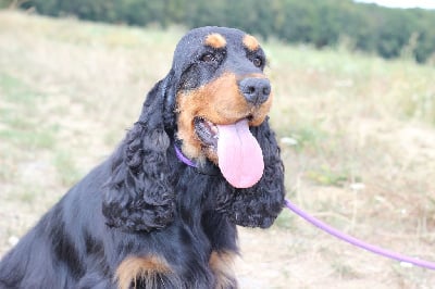 Étalon Cocker Spaniel Anglais - Ricotta Du Royaume Des Quatre Pattes